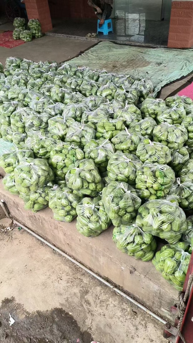 云南精品佛手瓜大量上市产地装车量大从优诚信经营