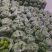 云南精品佛手瓜大量上市产地装车量大从优诚信经营