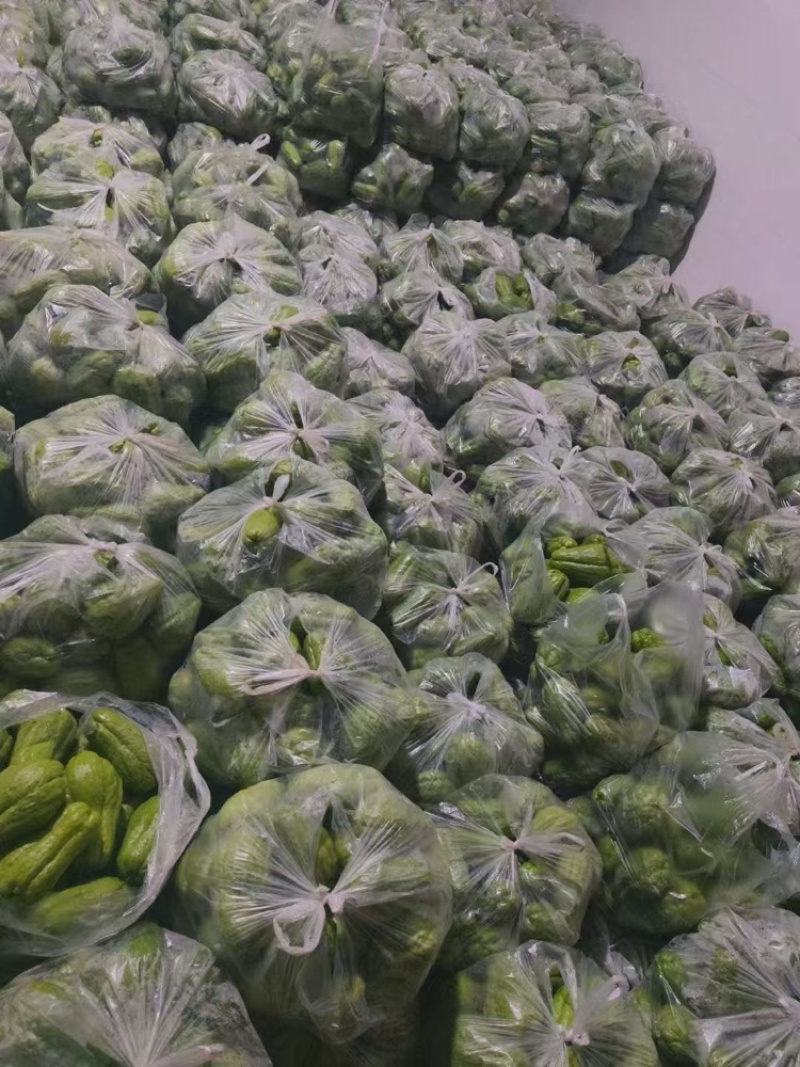云南精品佛手瓜大量上市产地装车量大从优诚信经营