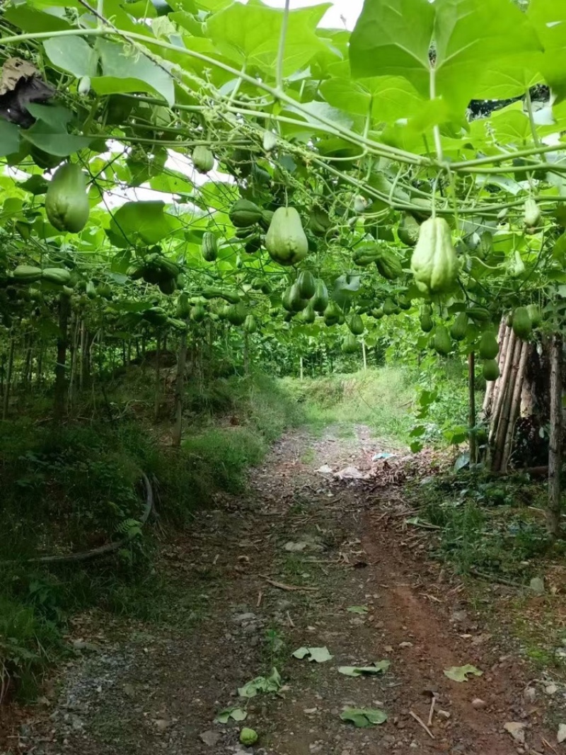 云南精品佛手瓜大量上市产地装车量大从优诚信经营