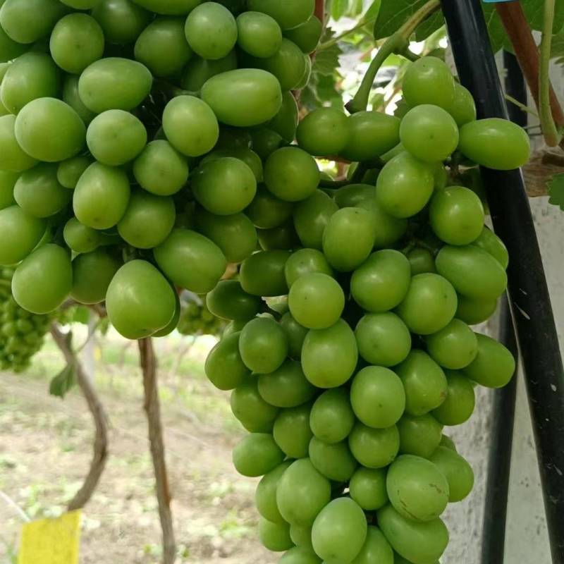 《精选》阳光玫瑰葡萄种植大户直发没有中间商赚差价