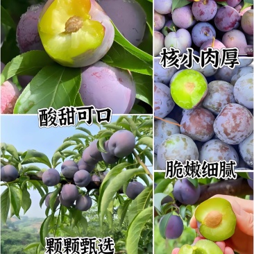 五月脆李子正宗四川峨眉山现摘现发基地一手货源