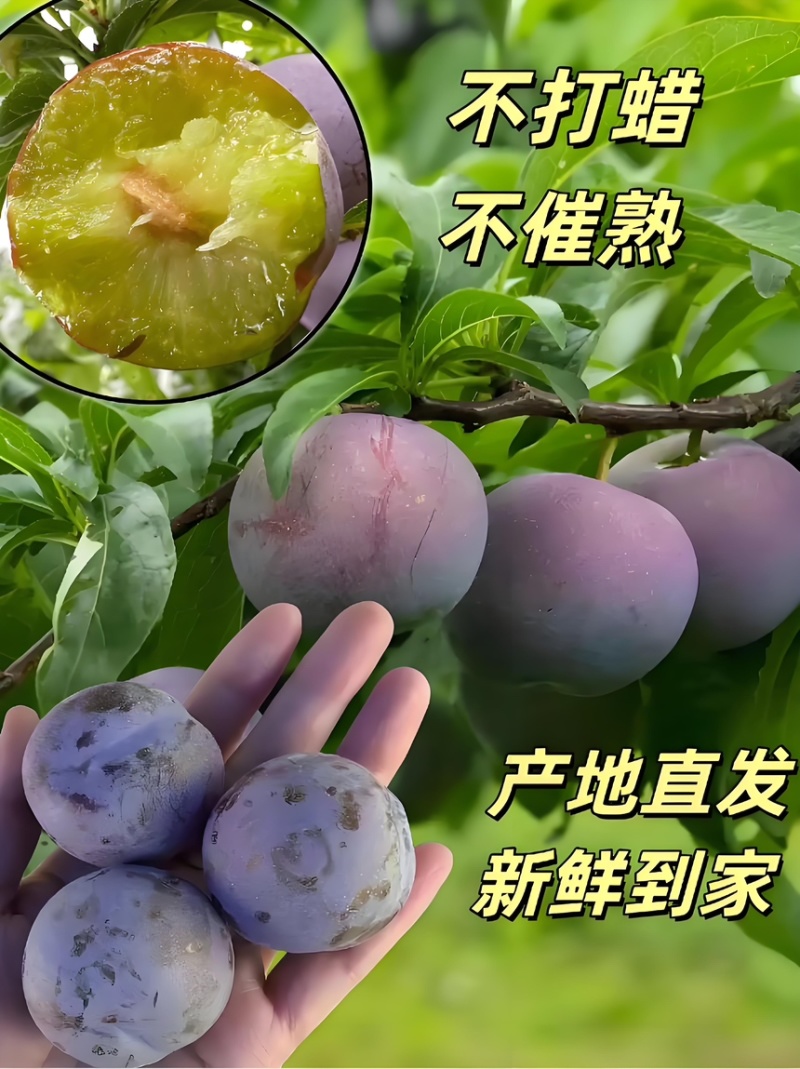 五月脆李子正宗四川峨眉山现摘现发基地一手货源