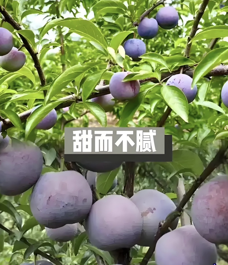 五月脆李子正宗四川峨眉山现摘现发基地一手货源