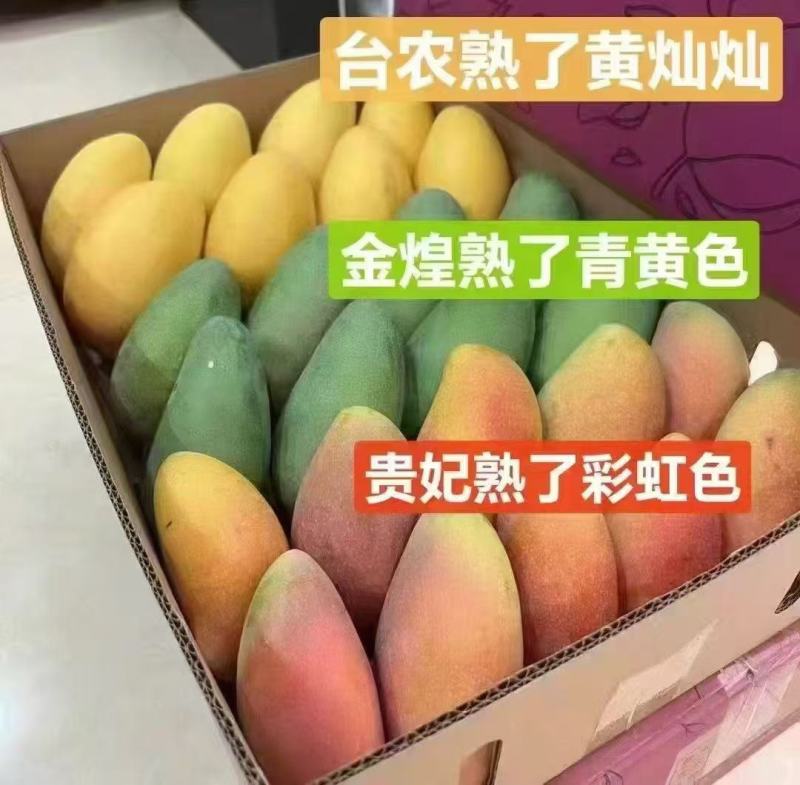 百色田东芒果