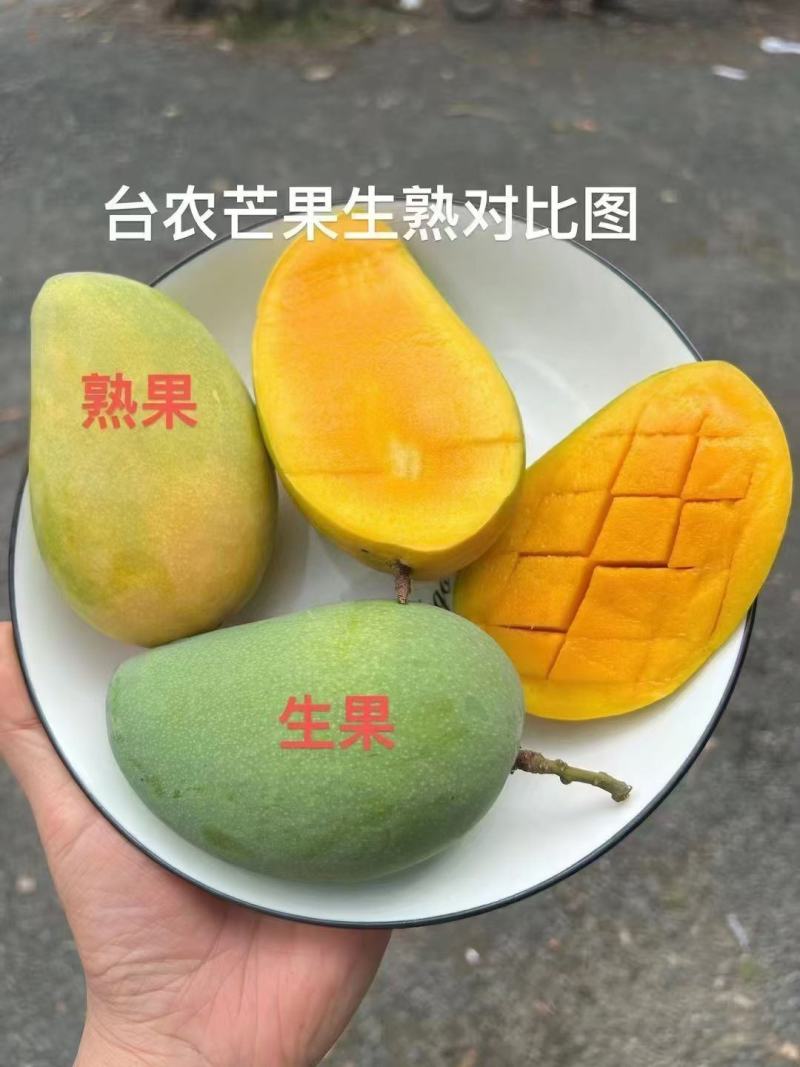 百色田东芒果