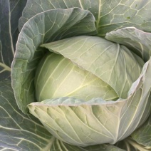 湖北恩施板桥卷心菜包菜