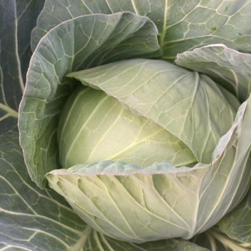 湖北恩施板桥卷心菜包菜