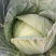 湖北恩施板桥卷心菜包菜