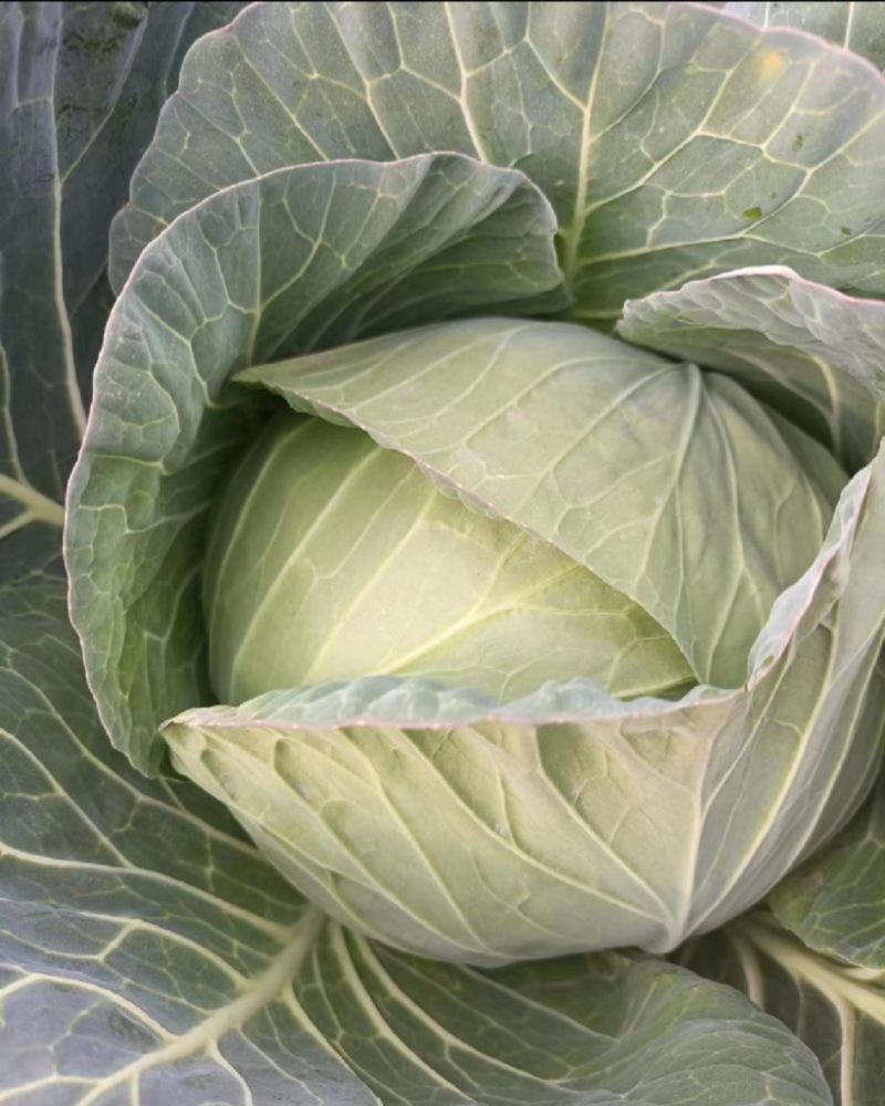 湖北恩施板桥卷心菜包菜
