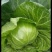 湖北恩施板桥卷心菜包菜