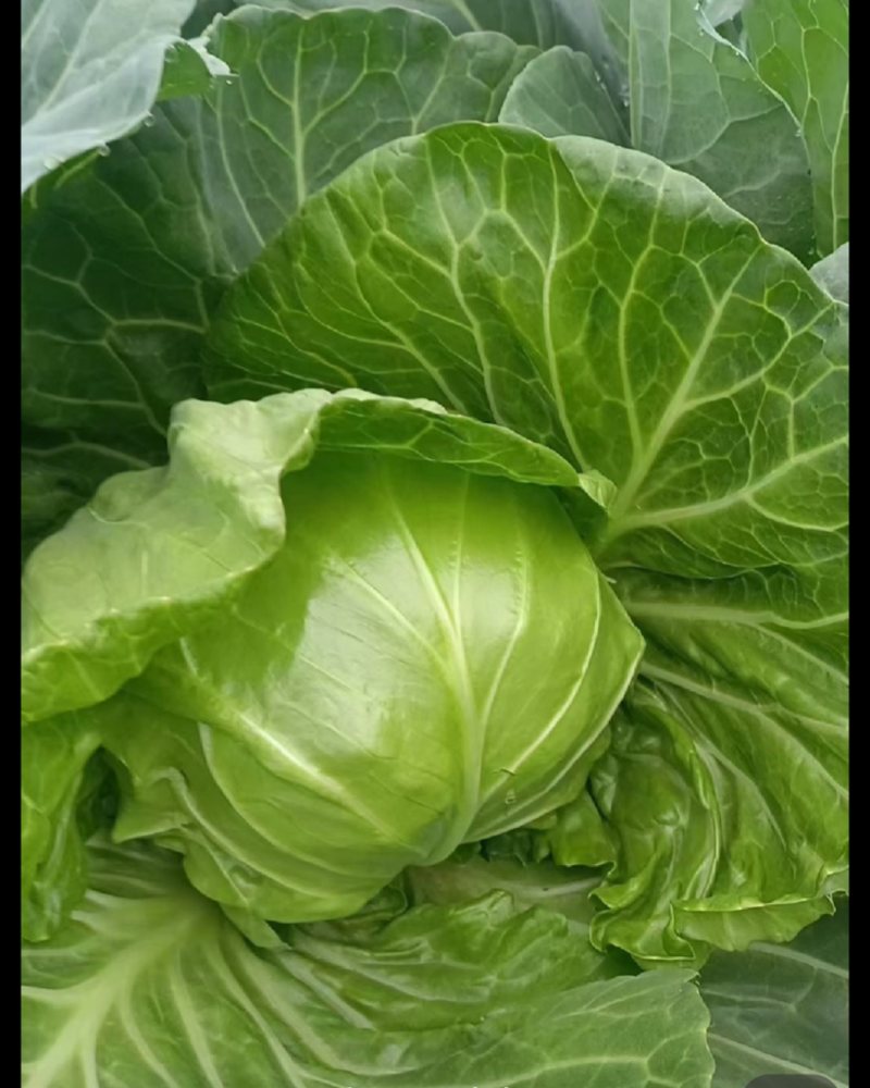 湖北恩施板桥卷心菜包菜