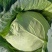 湖北恩施板桥卷心菜包菜