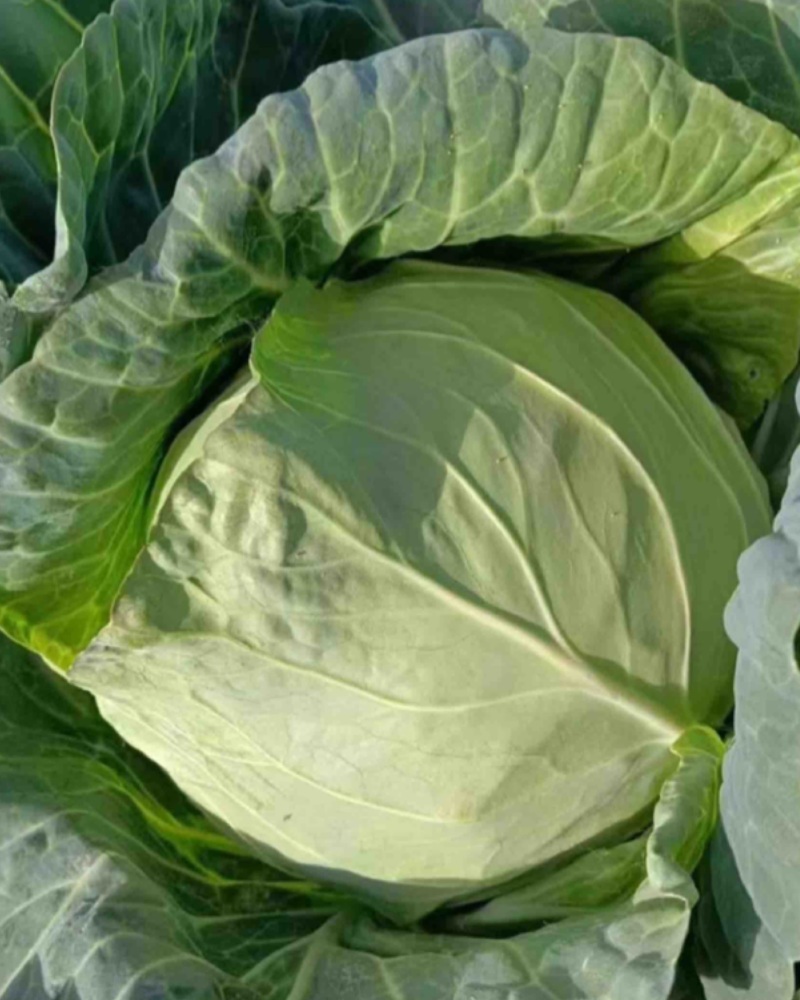 湖北恩施板桥卷心菜包菜