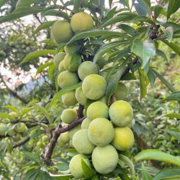 李子