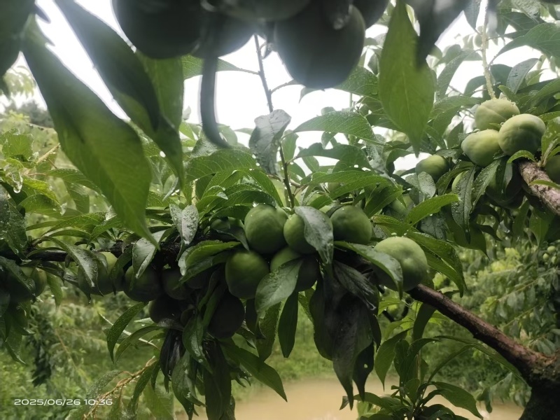【热卖推荐】重庆精品脱骨脆李自家一手货源产地现货先发量大