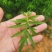 艾草小叶艾全棵切段