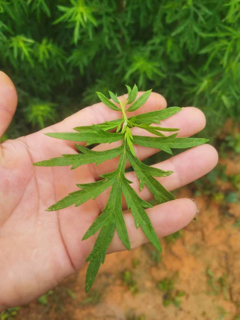 艾草小叶艾全棵切段