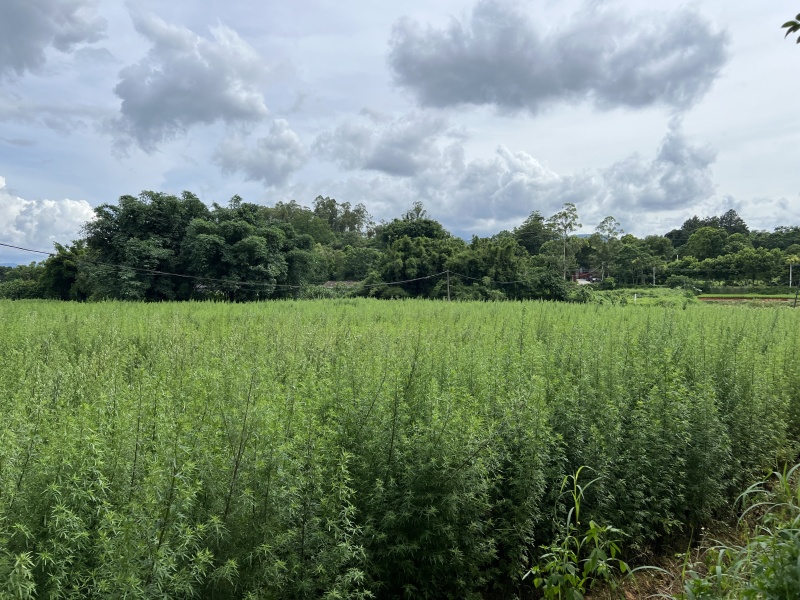 艾草小叶艾全棵切段