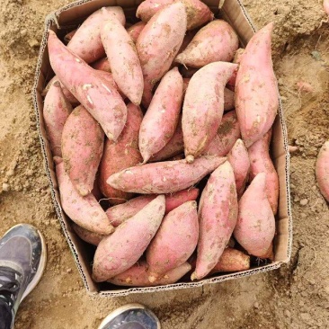 《蜜薯》又名脱毒烟薯25提供各种规格包装支持定制量大