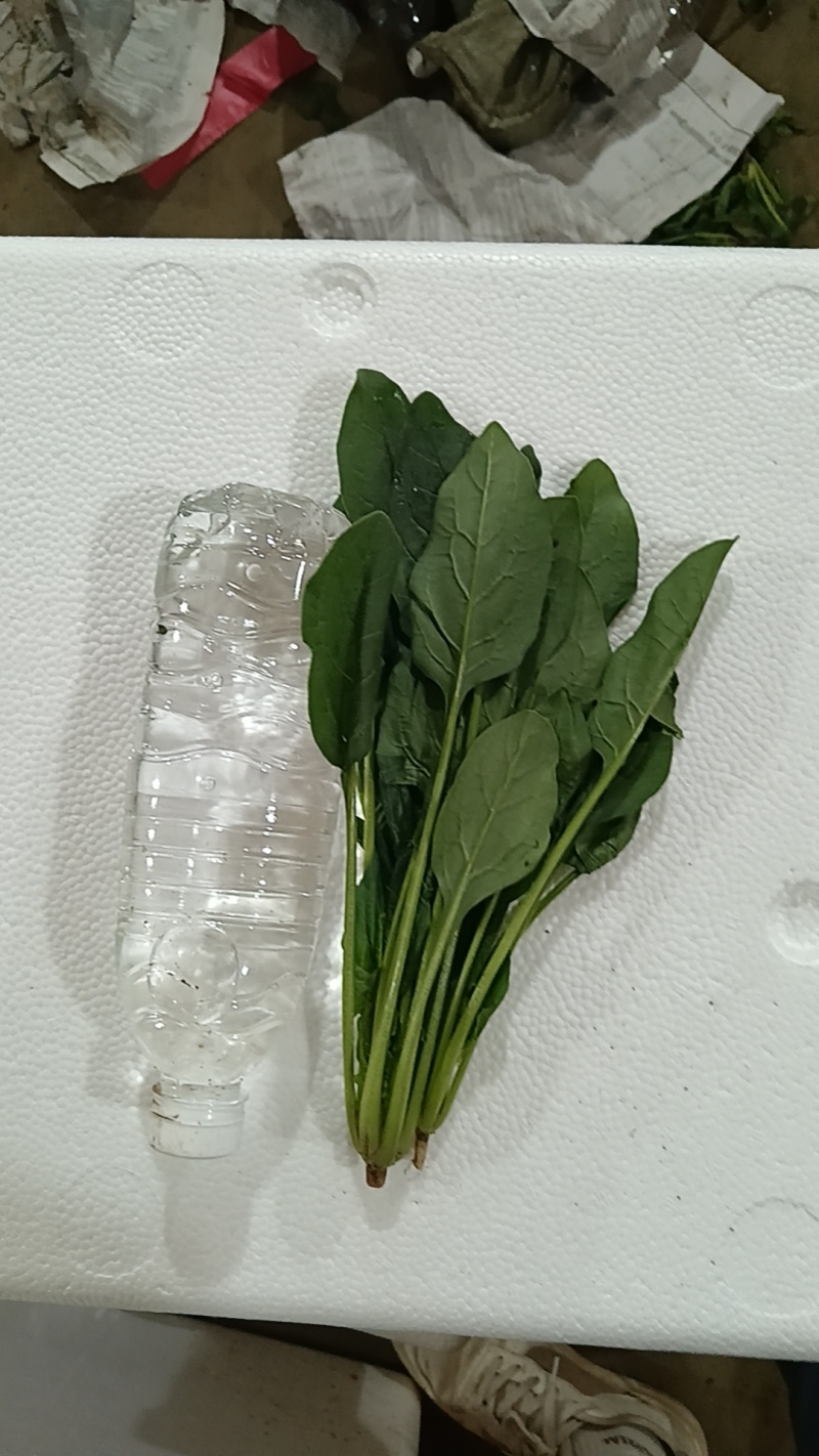 菠菜，青菜，内蒙菠菜