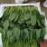 菠菜，青菜，内蒙菠菜