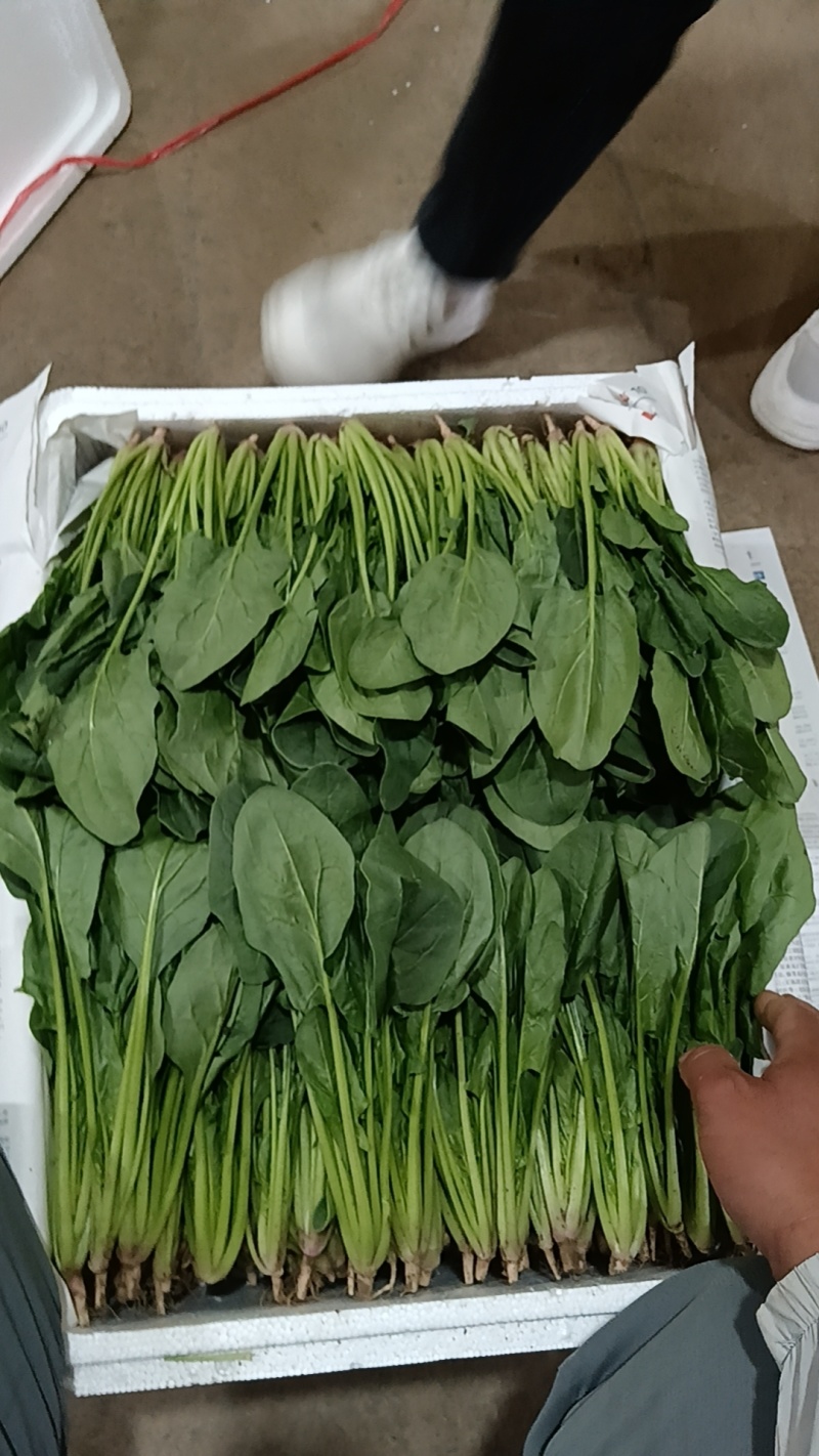 菠菜，青菜，内蒙菠菜