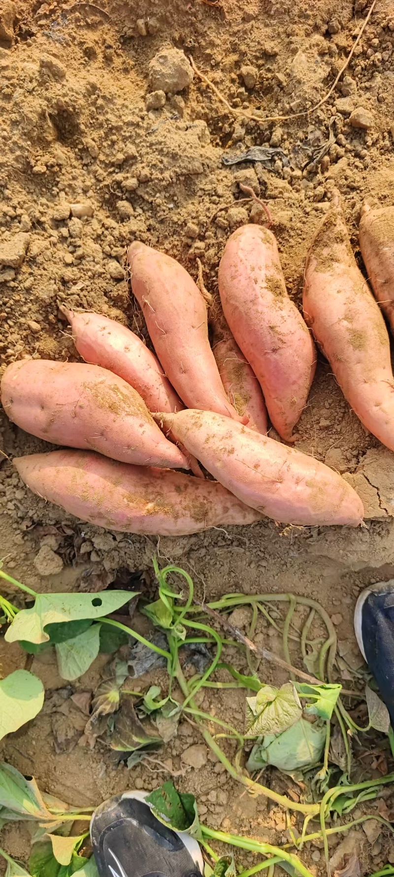 《蜜薯》又名脱毒烟薯25提供各种规格包装支持定制量大