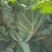 大白菜