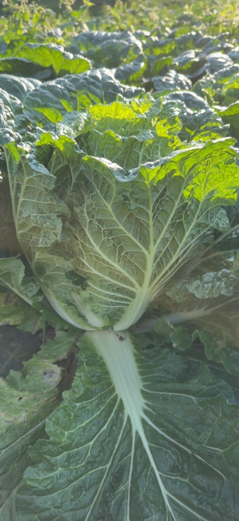 大白菜