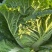 大白菜