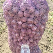 独头蒜