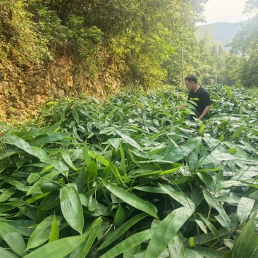 粽叶#经营大中小统货，精选速冻叶，精选烘干叶。