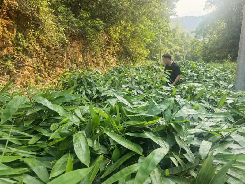 粽叶#经营大中小统货，精选速冻叶，精选烘干叶。