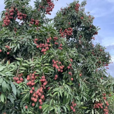 黑叶荔枝，找采购商