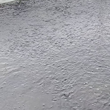 出售优质黑鱼苗