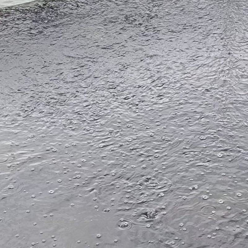 出售优质黑鱼苗