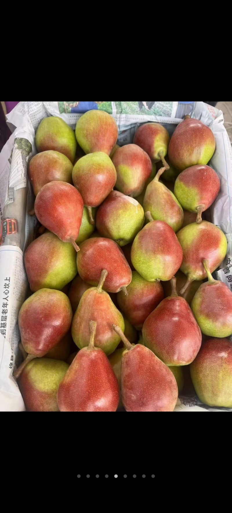 伏杰梨山西运城大量上市中