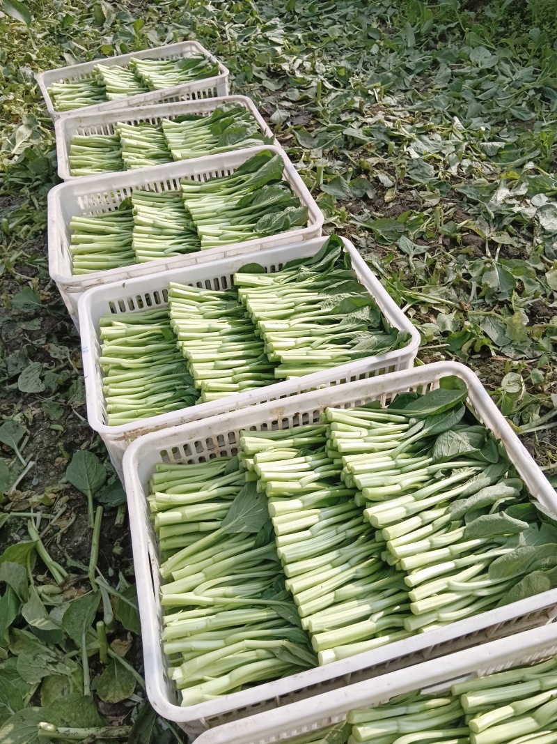广东菜心自产自销四季不断货