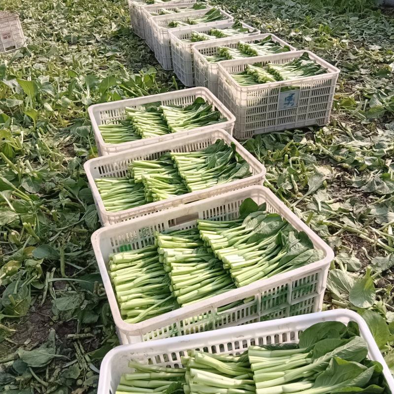 广东菜心自产自销四季不断货