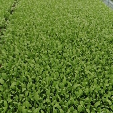 鸡毛菜大量供应