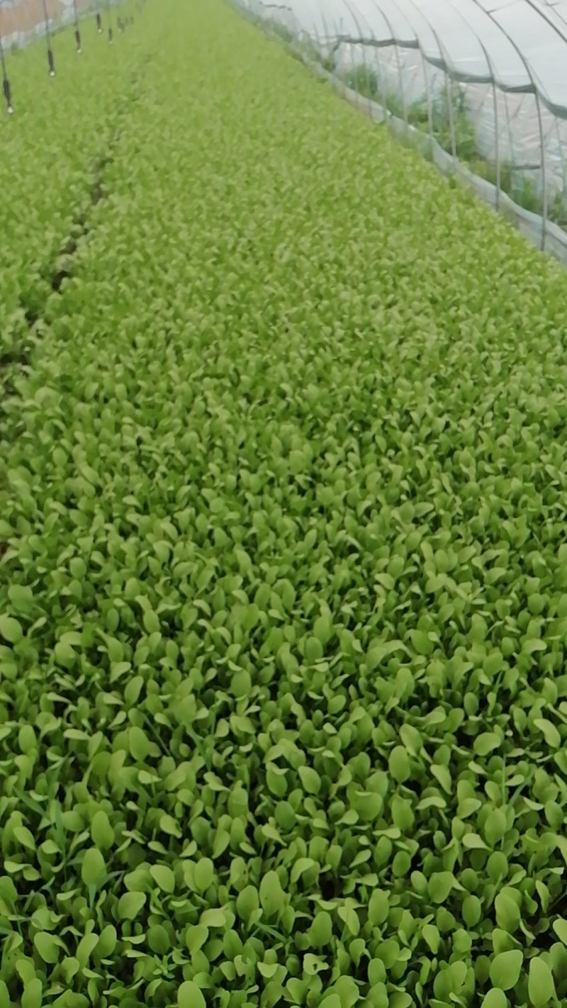 鸡毛菜大量供应