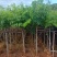 腊肠树5分基地供应量大从优诚信经营欢迎咨询
