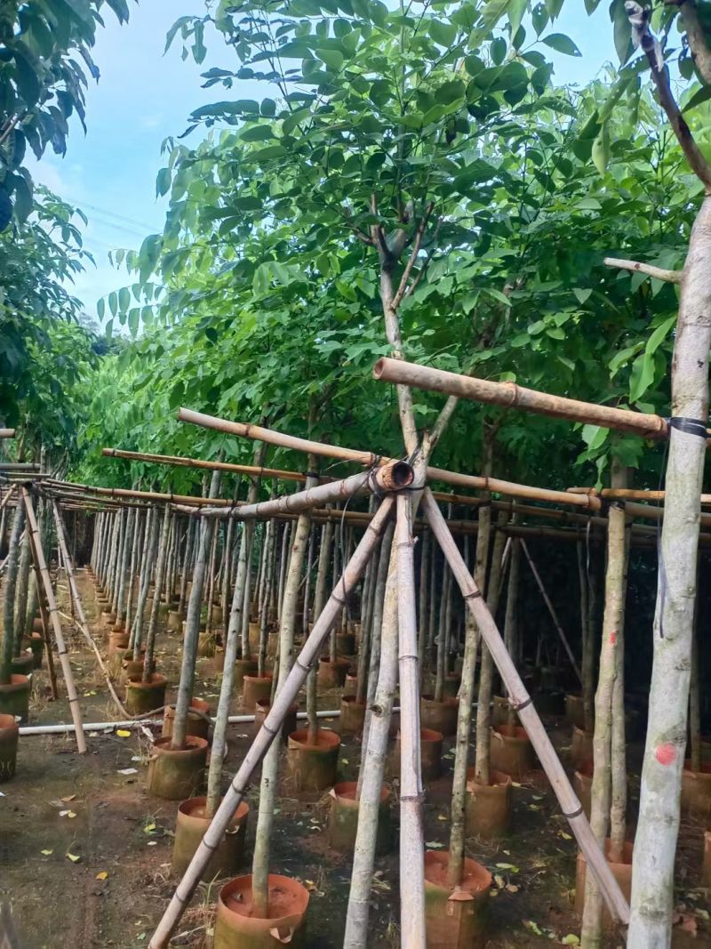腊肠树5分基地供应量大从优诚信经营欢迎咨询