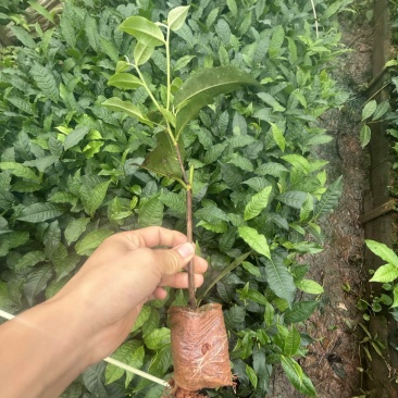 云南大叶种茶树苗一手货源质量保证欢迎咨询