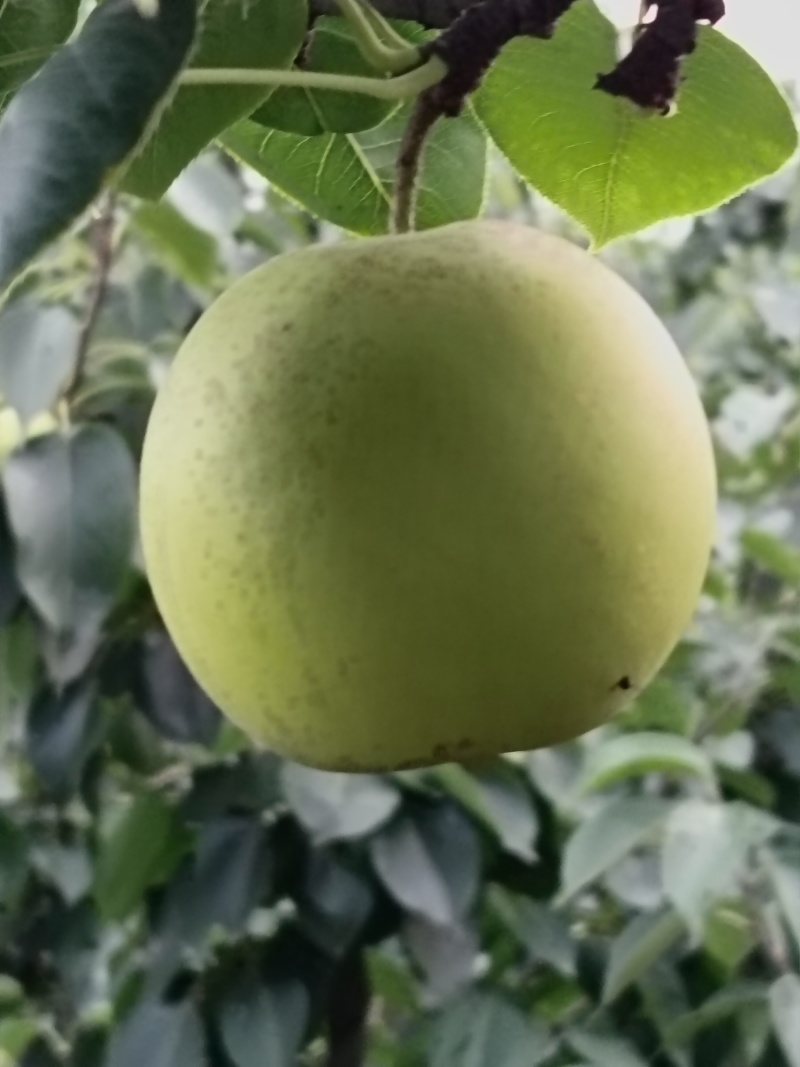 翠冠梨