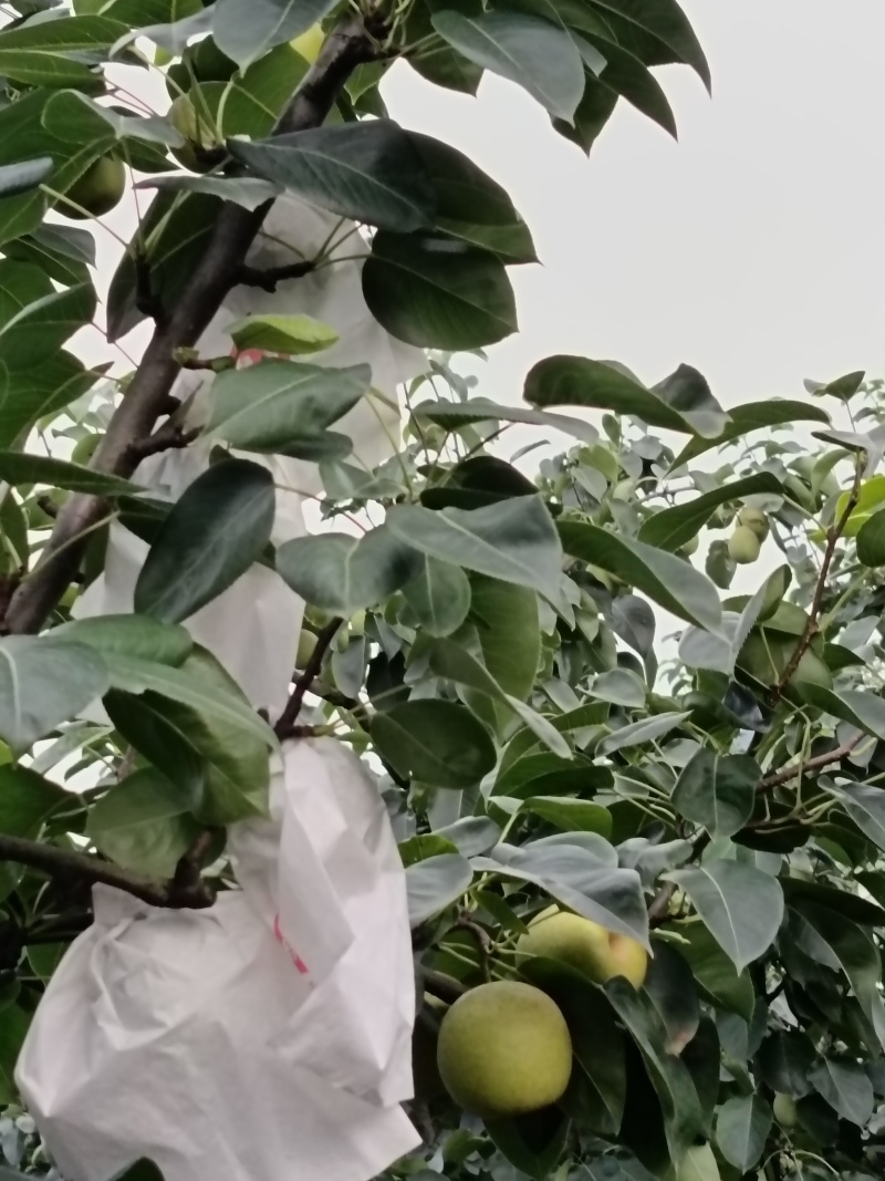 翠冠梨