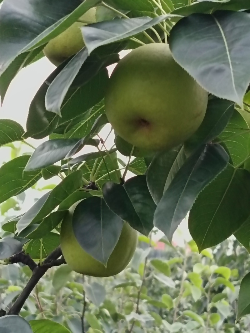翠冠梨