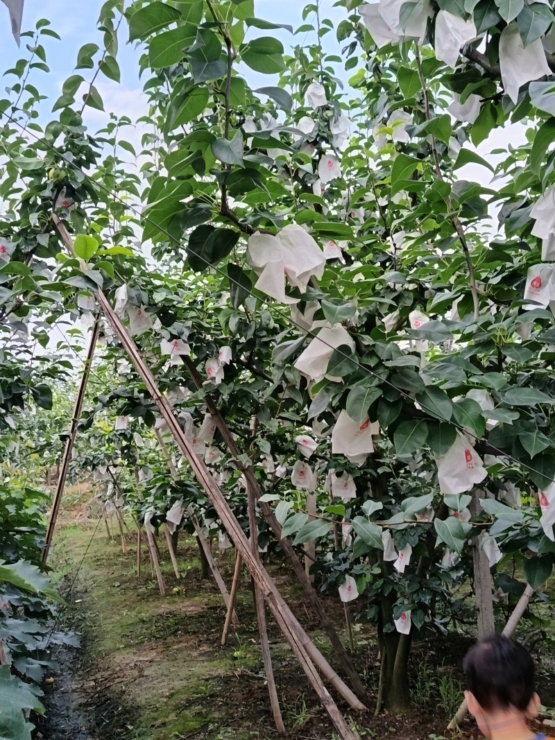 翠冠梨