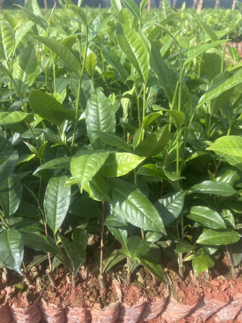 云南大叶种茶树苗一手货源质量保证欢迎咨询